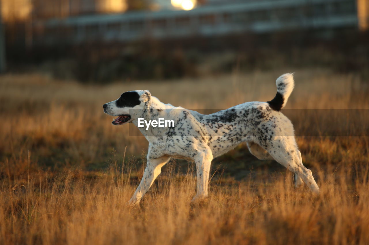 FULL LENGTH OF A DOG RUNNING IN FIELD