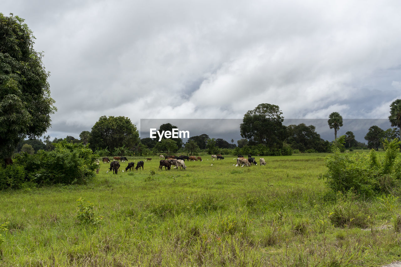 Horses in a field