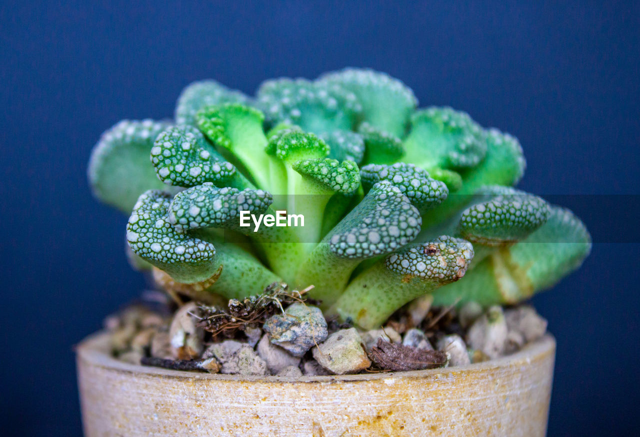 Limestone titanopsis close-up