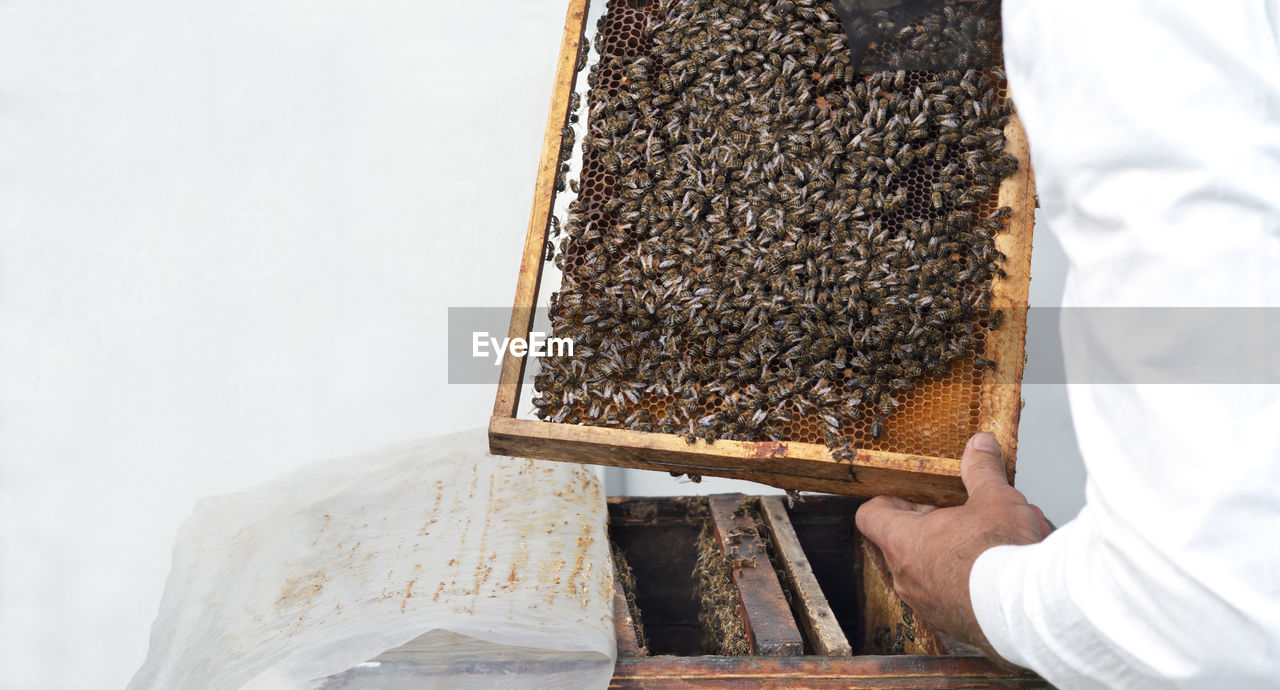 The beekeeper checks the frames with honeycomb, sweet golden honey and bees. beekeeping concept.