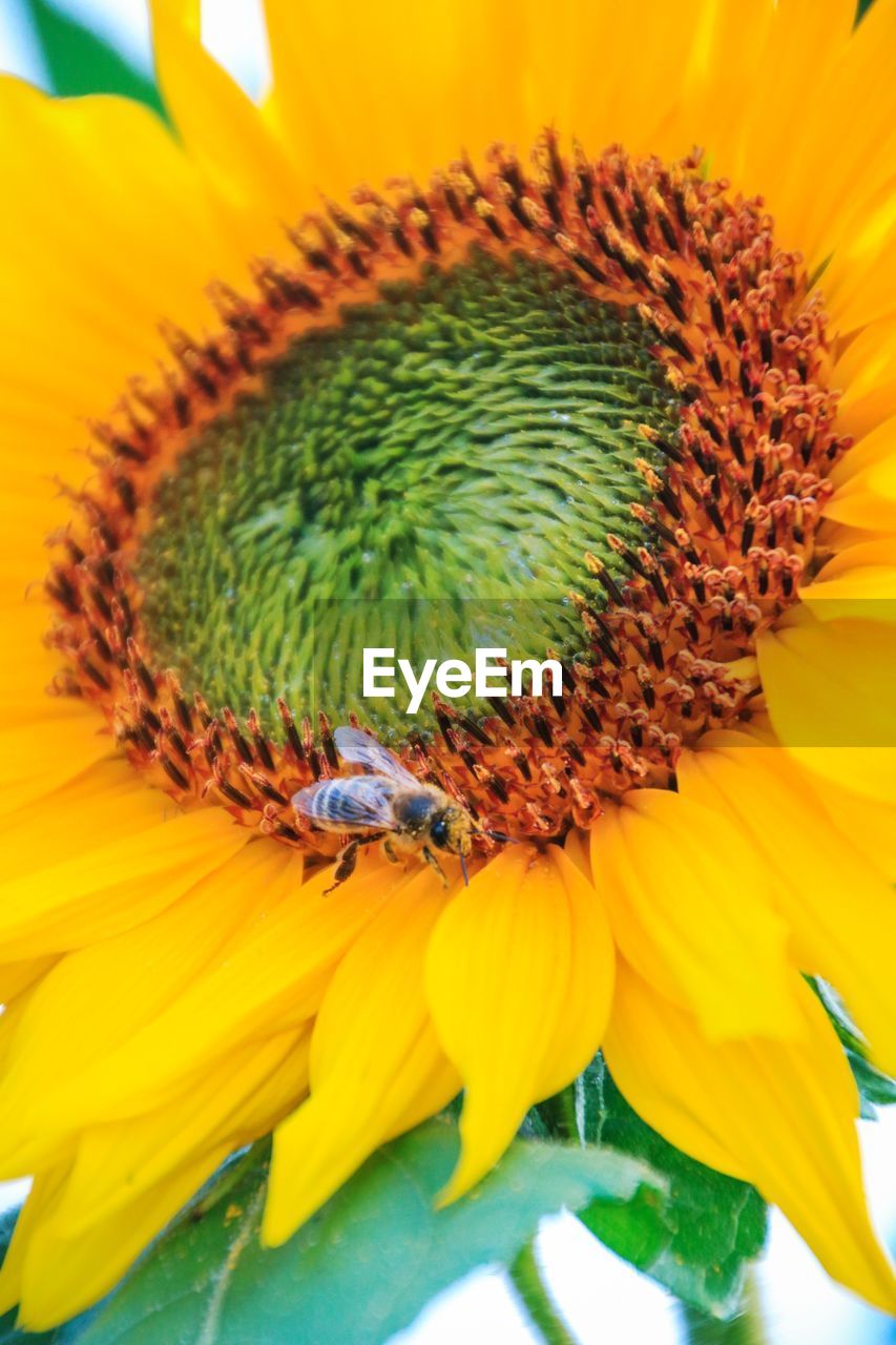 Close-up of bee on sunflower