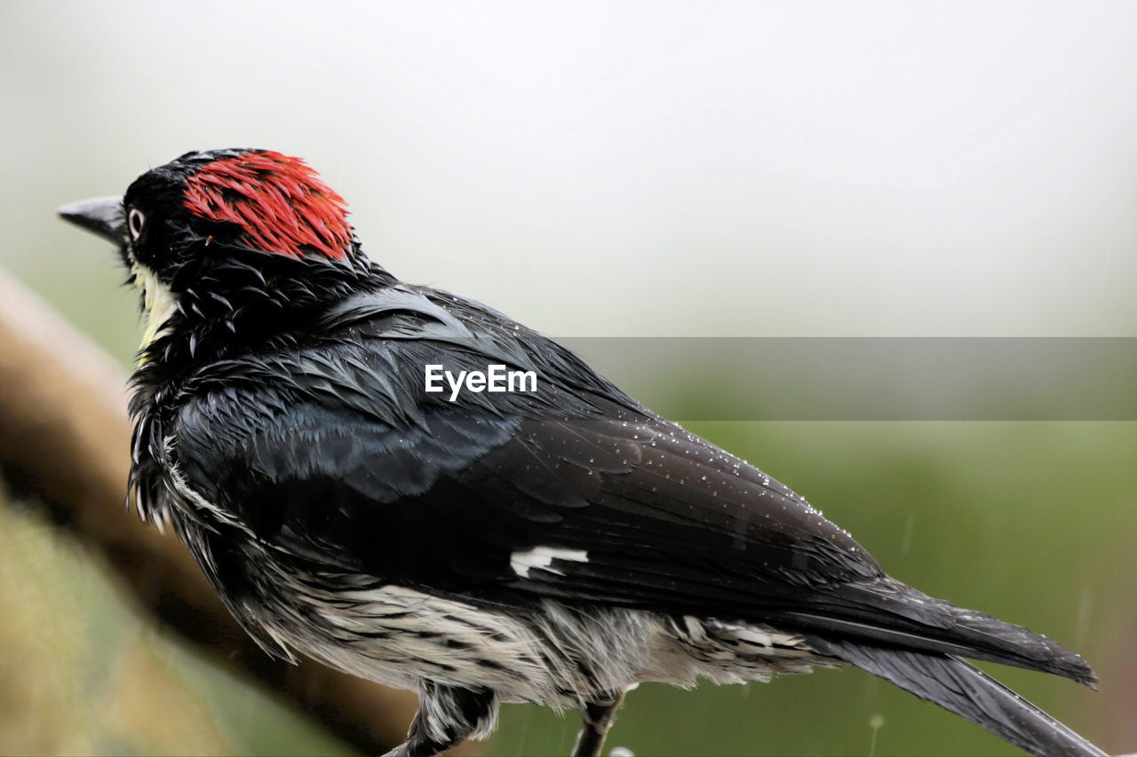 CLOSE-UP OF BIRD PERCHING ON LEAF