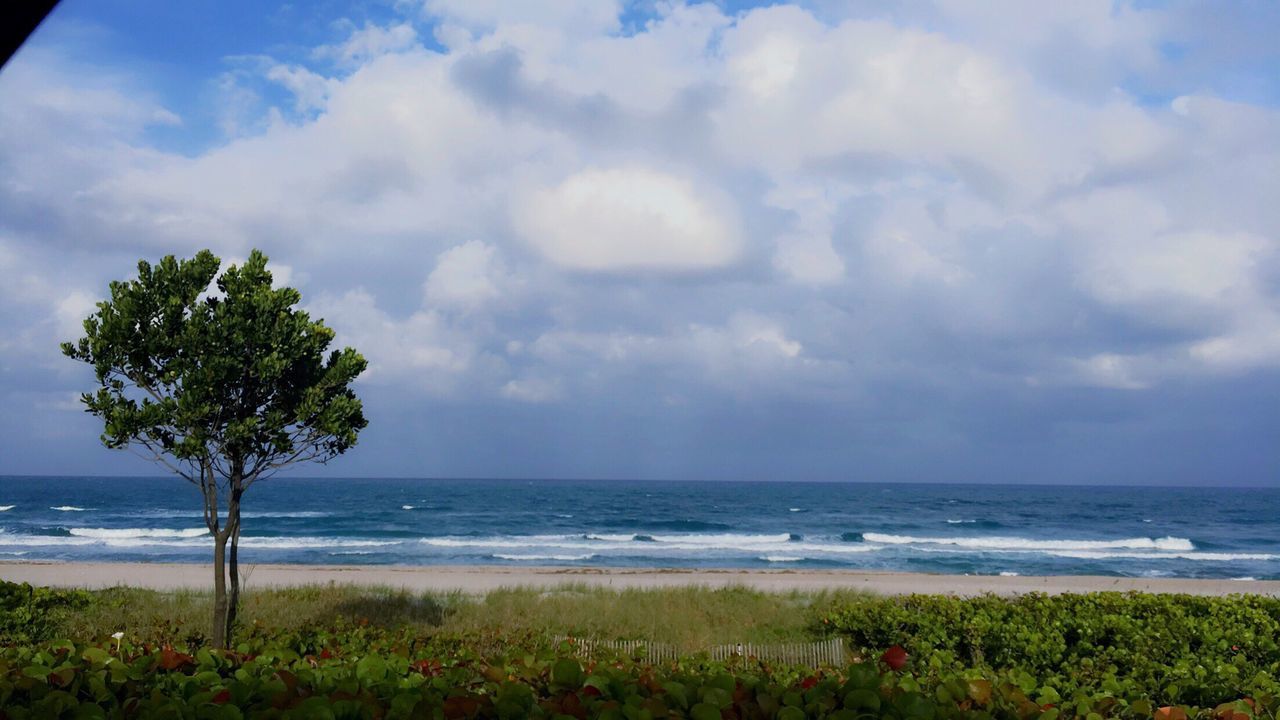 TREES ON BEACH AGAINST SKY