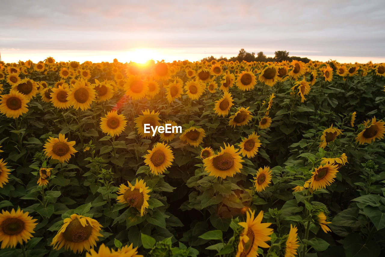 SCENIC VIEW OF SUNFLOWERS ON FIELD AGAINST SKY