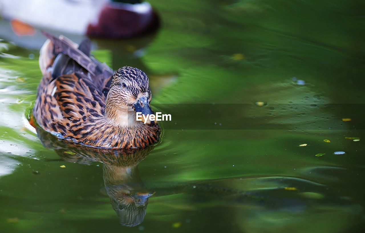 Mallard duck swimming on lake