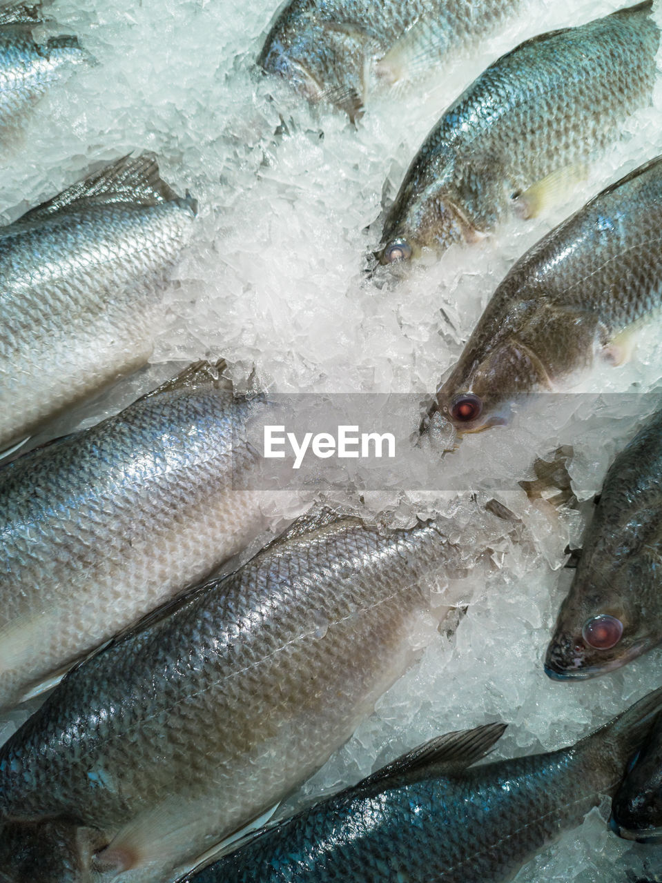 FISH FOR SALE IN MARKET