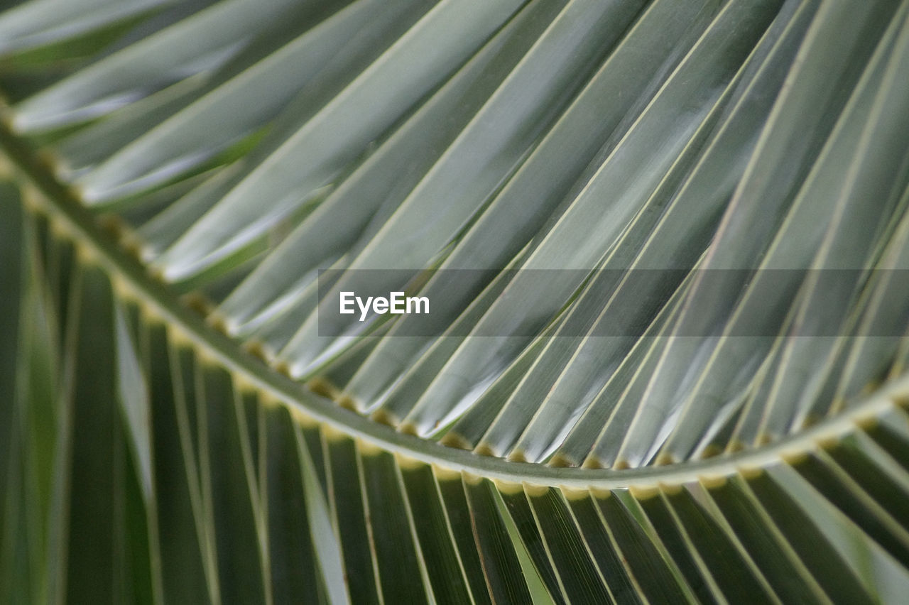 Full frame shot of palm leaves