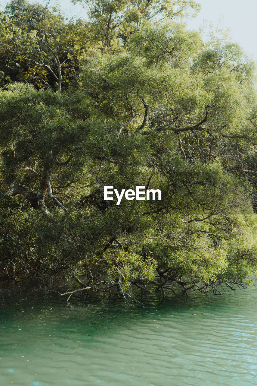 scenic view of lake against trees