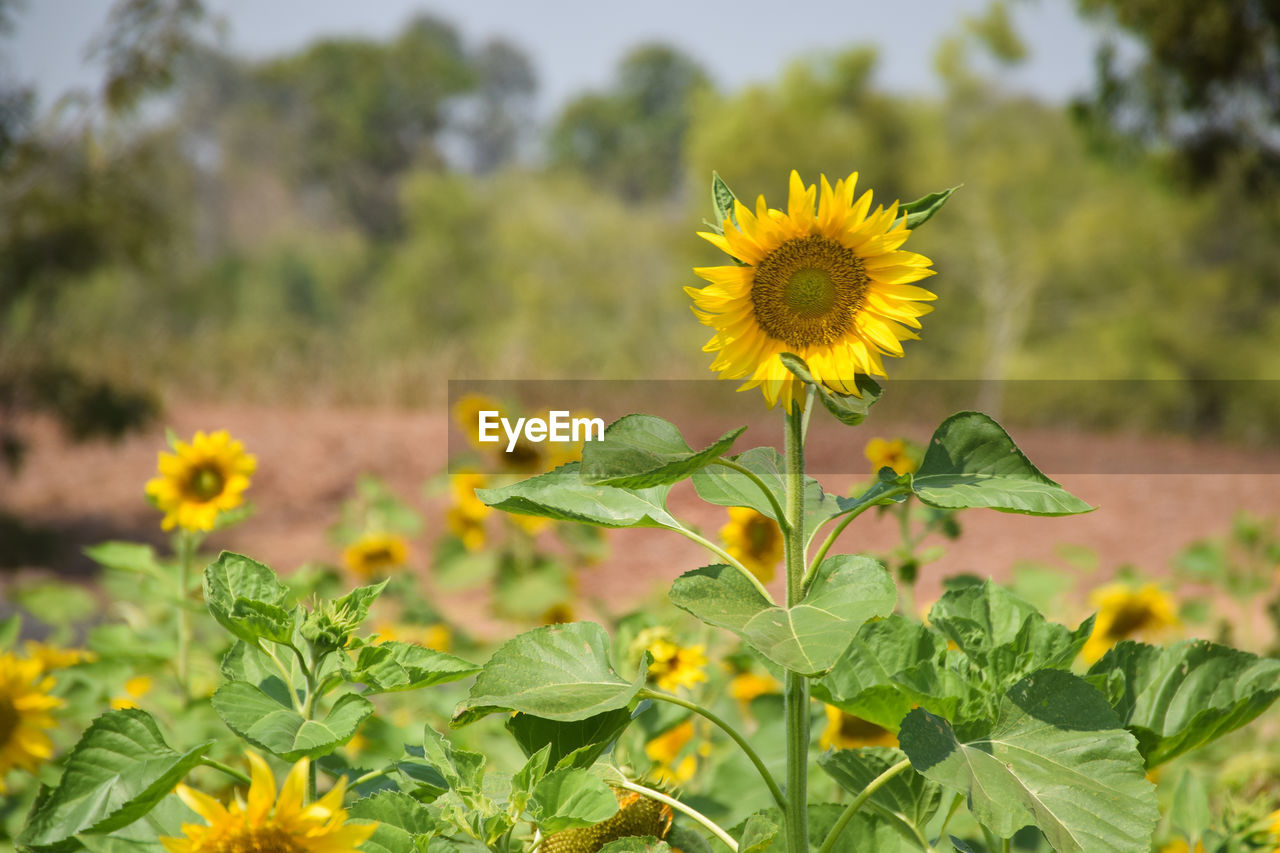 CLOSE-UP OF YELLOW FLOWERING PLANT