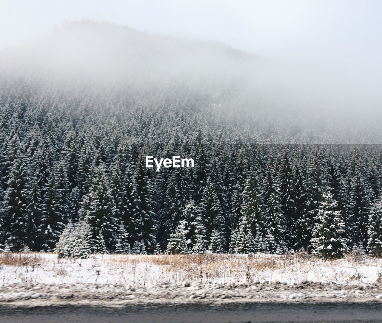 SCENIC VIEW OF TREES AGAINST SKY DURING WINTER