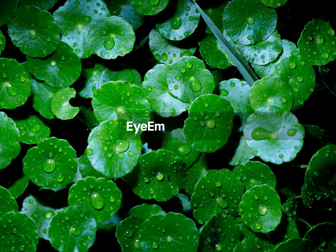 Close-up of water drops on leaves