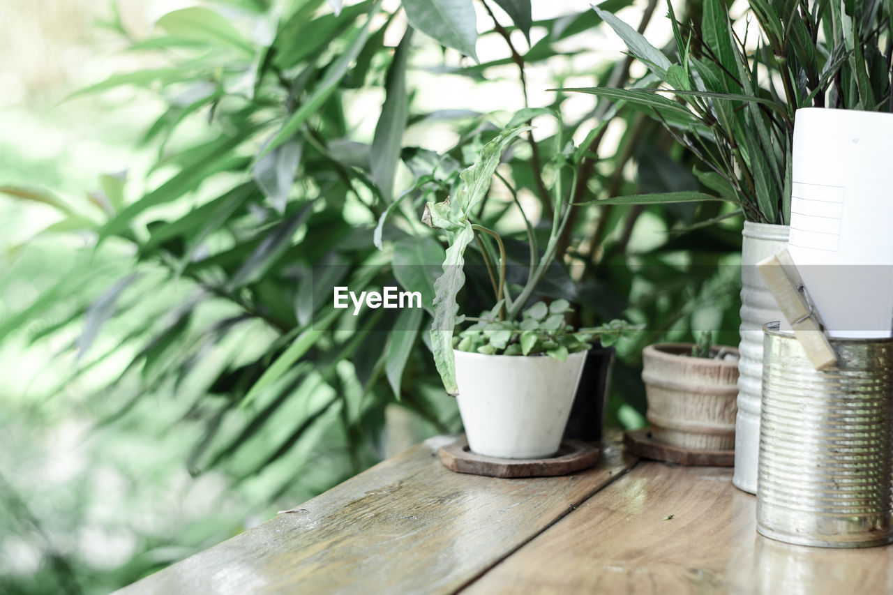 CLOSE-UP OF SMALL POTTED PLANT IN POT