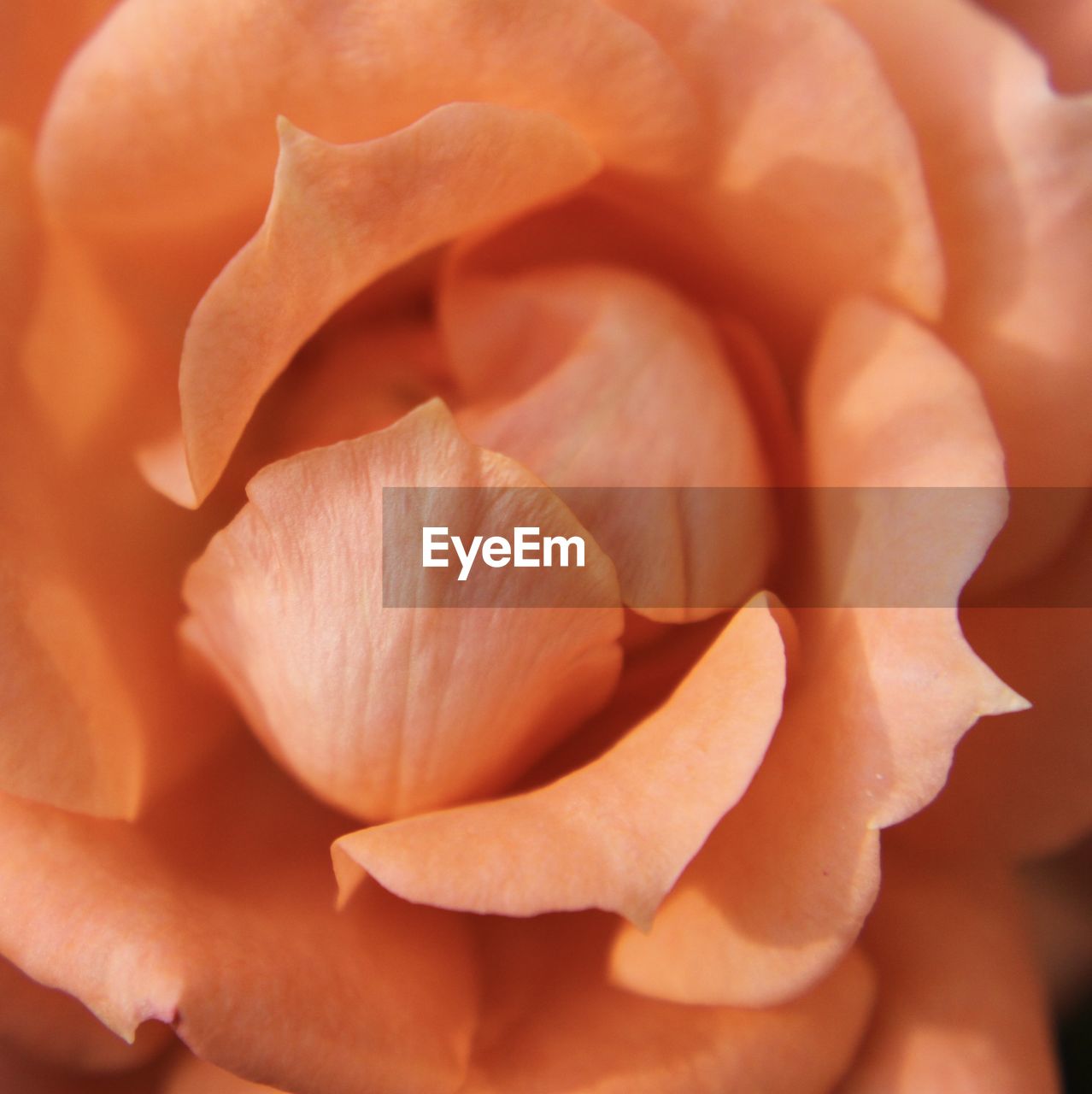 Full frame shot of orange rose