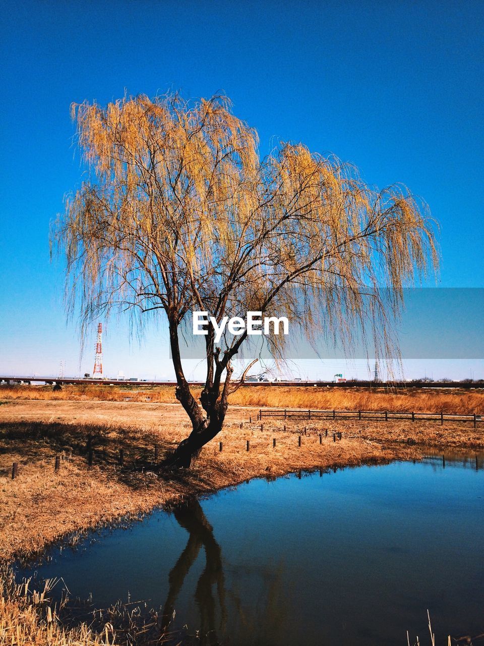 Tree by pond against clear blue sky