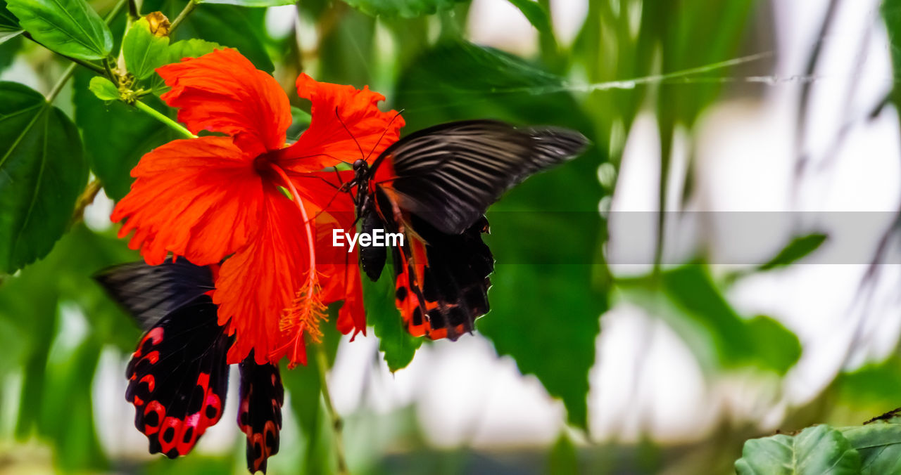 CLOSE-UP OF BUTTERFLY ON RED FLOWERING PLANT