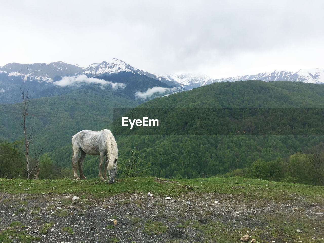 VIEW OF A HORSE ON FIELD