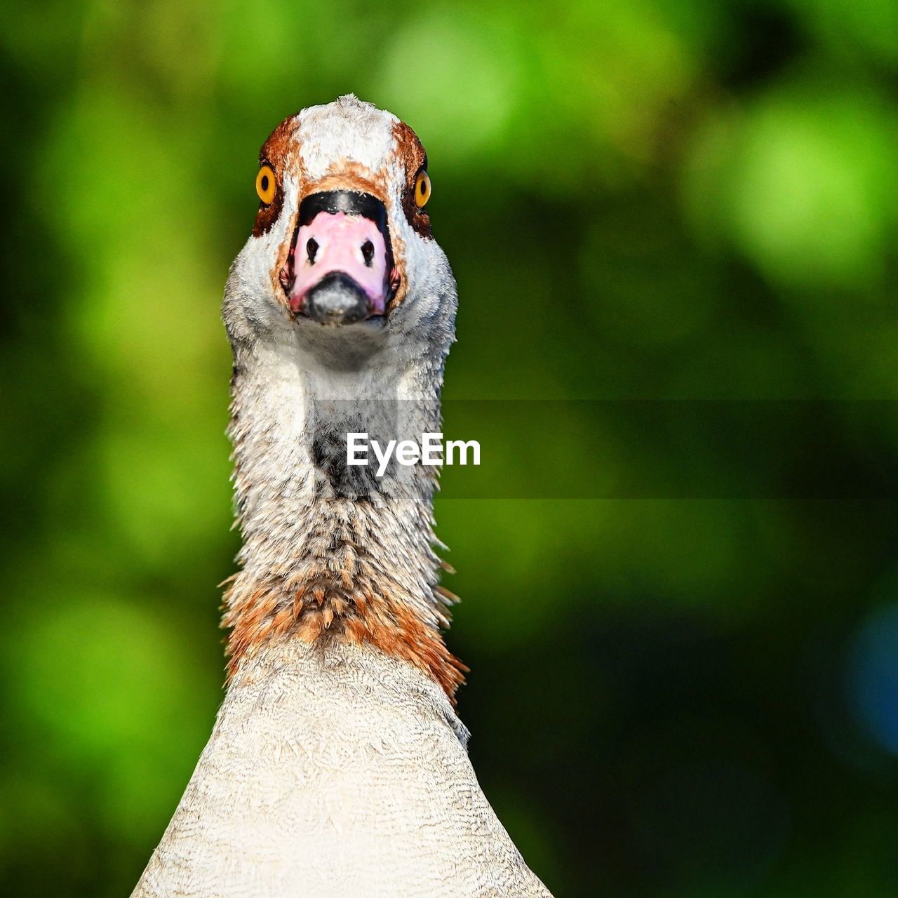 animal themes, animal, one animal, close-up, animal wildlife, wildlife, green, portrait, beak, animal body part, bird, nature, no people, focus on foreground, animal head, macro photography, looking at camera, outdoors, head