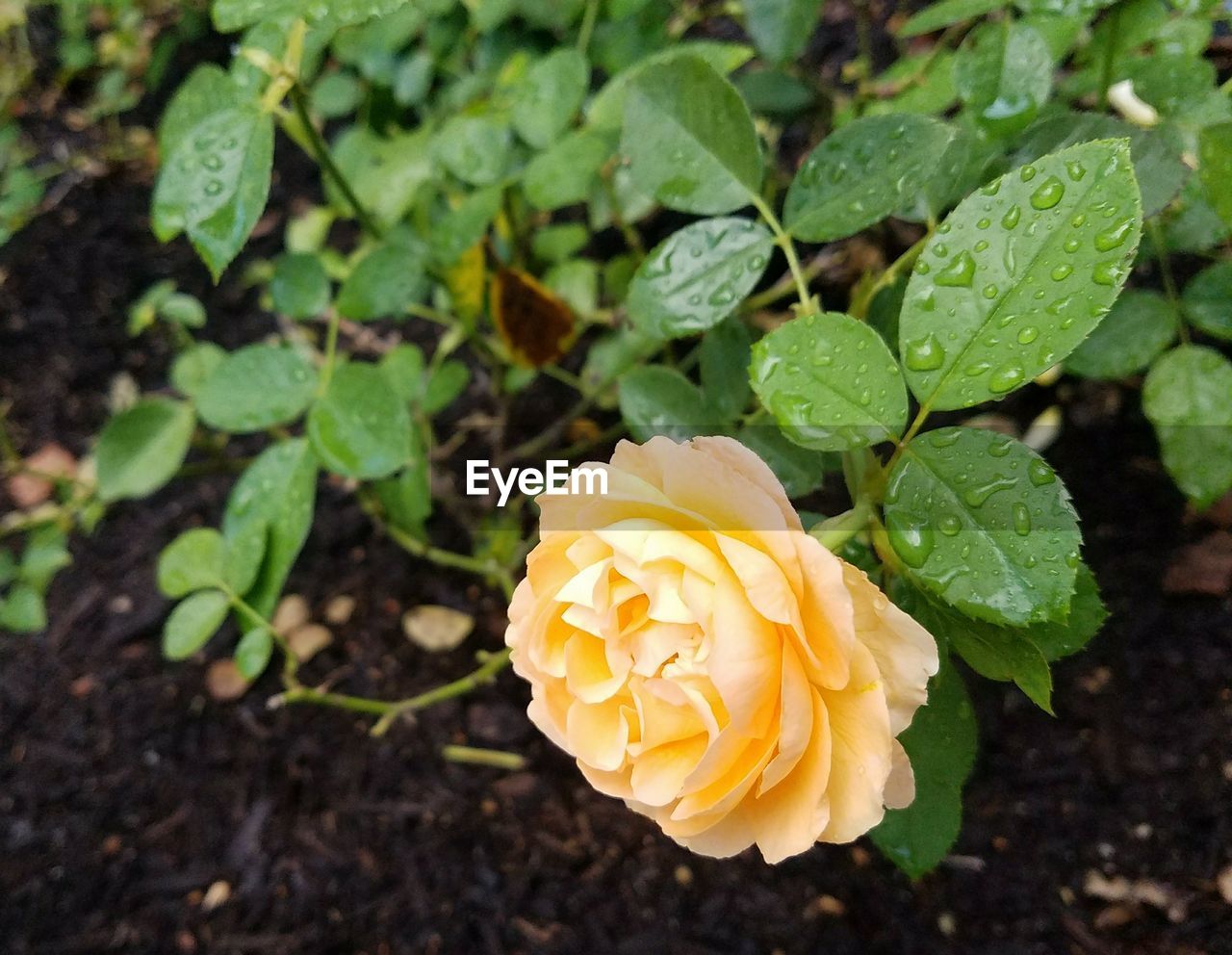 CLOSE-UP OF YELLOW ROSE GROWING OUTDOORS