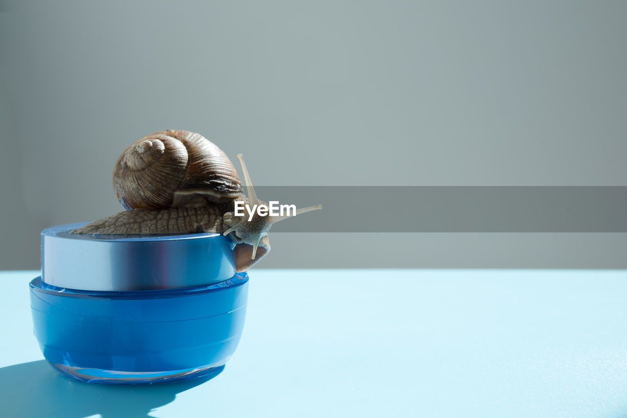 CLOSE-UP OF A SNAIL OVER BLUE BACKGROUND
