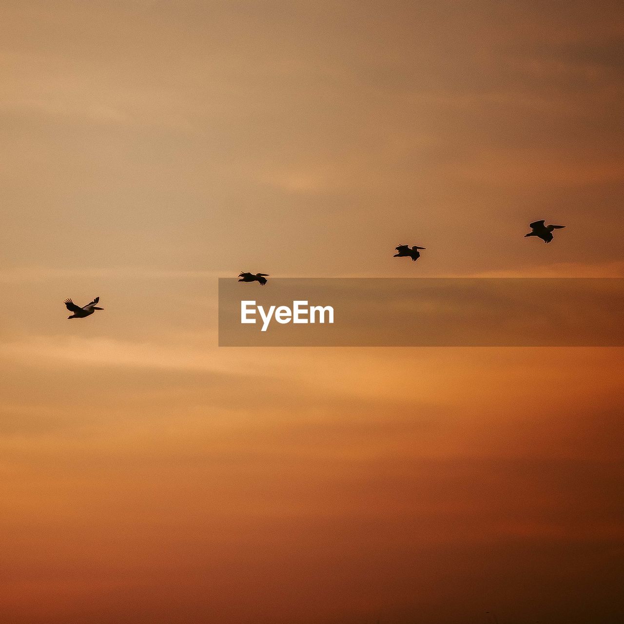 Low angle view of silhouette birds flying against sky during sunset