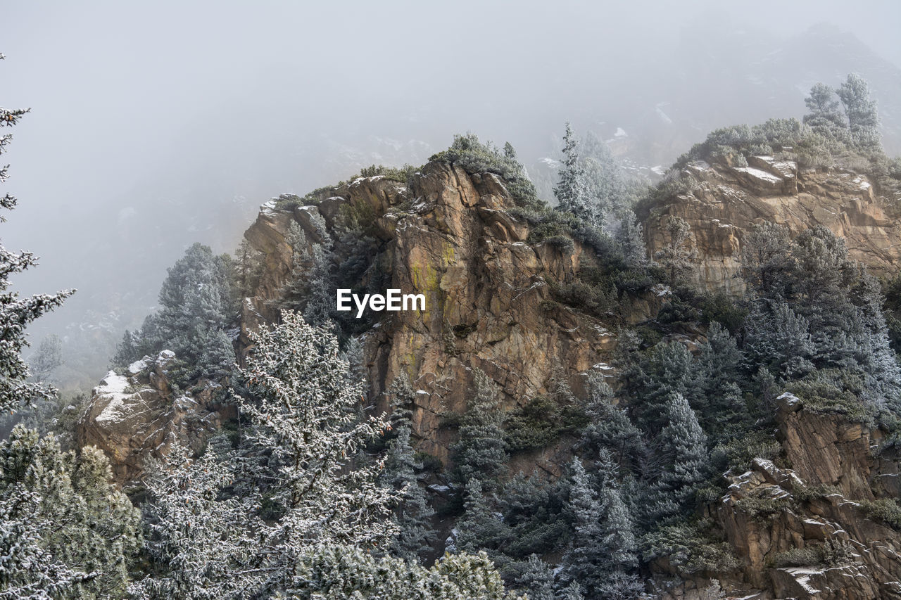 Plants on rock formation during foggy weather