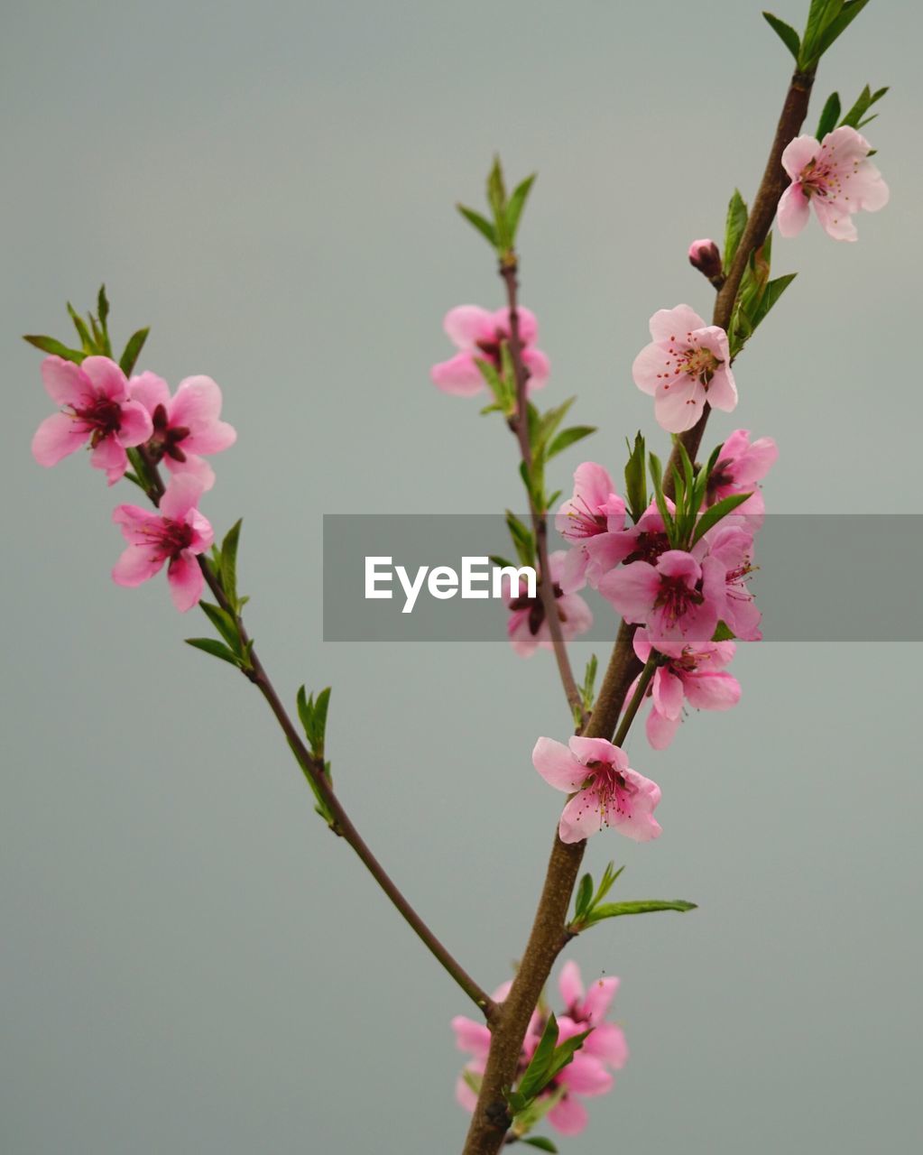 Pink flowers blooming on tree against clear sky