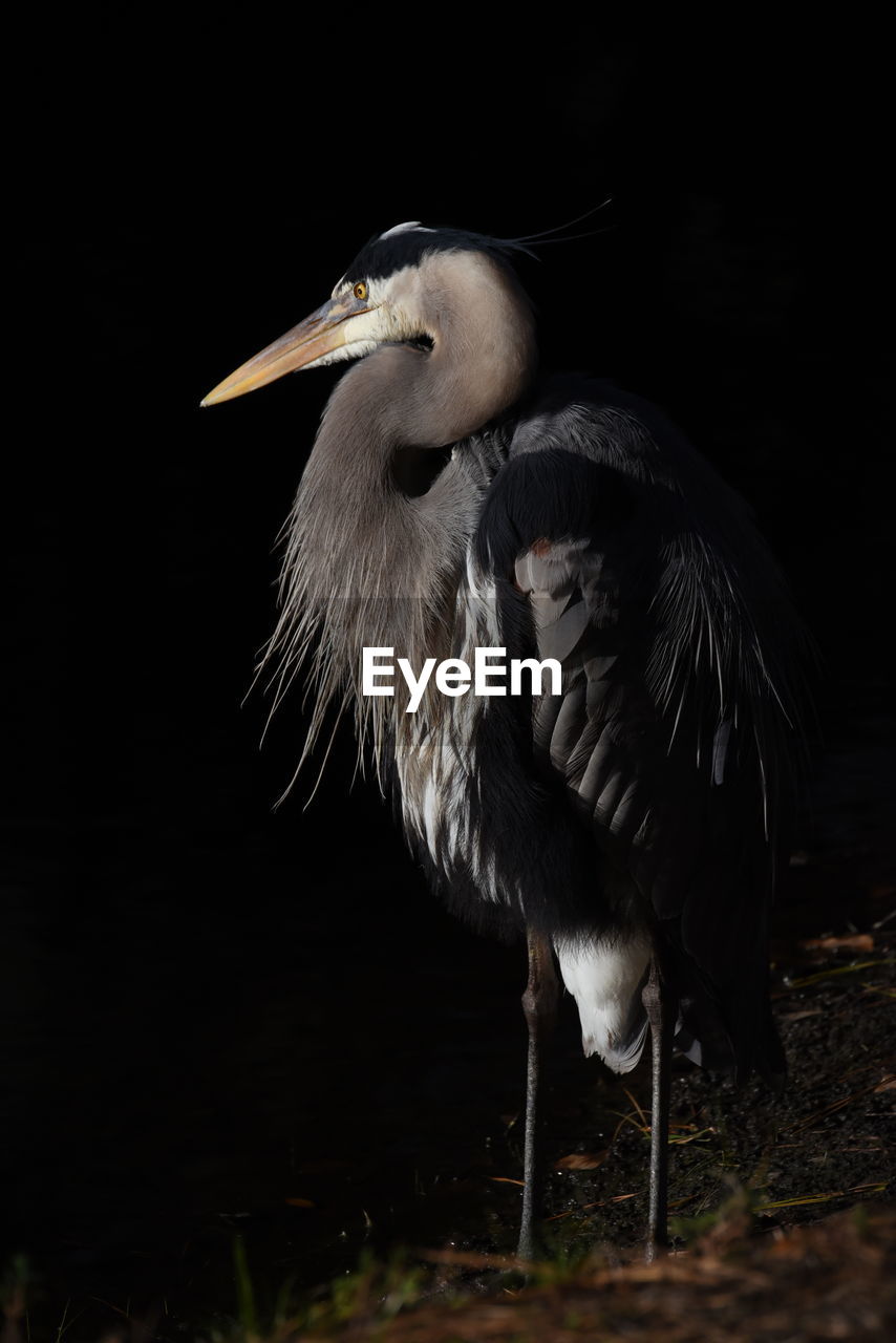 View of bird perching on field