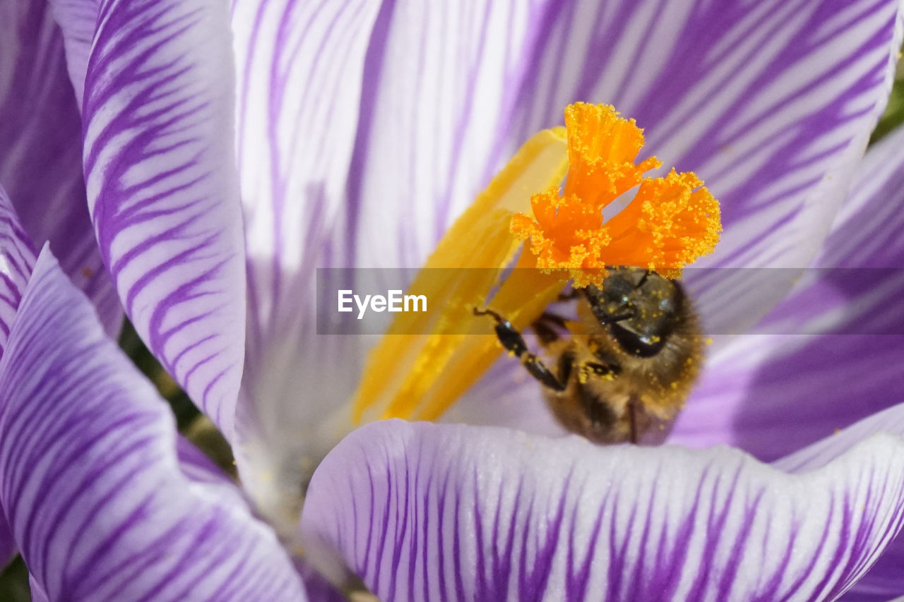 Close-up of bee pollinating on flower