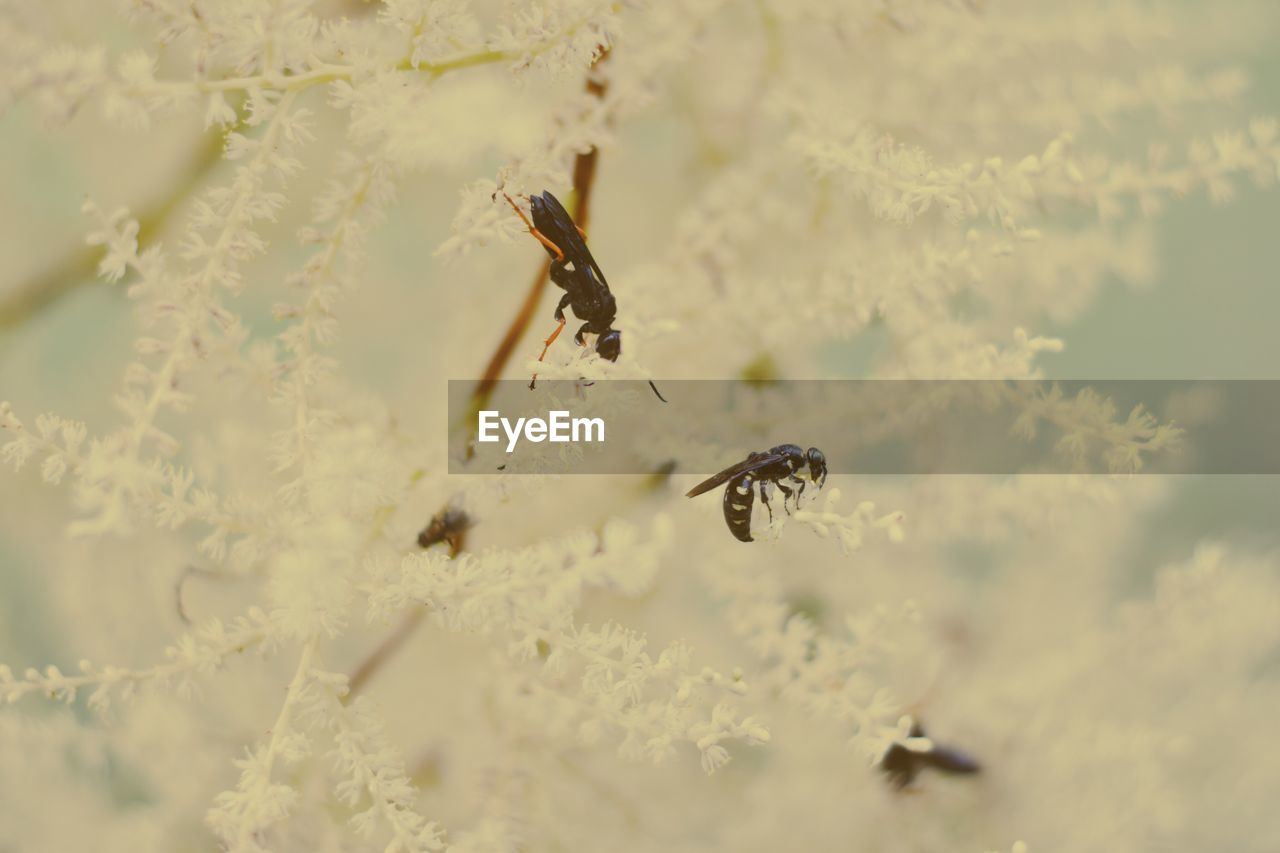 Close-up of insects on flowers