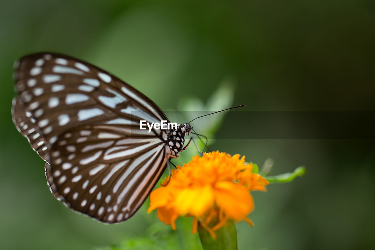 Close-up of butterfly pollinating on flower