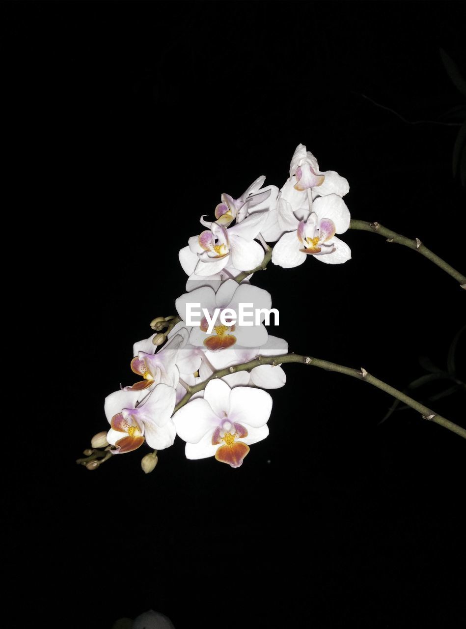 CLOSE-UP OF WHITE FLOWERS