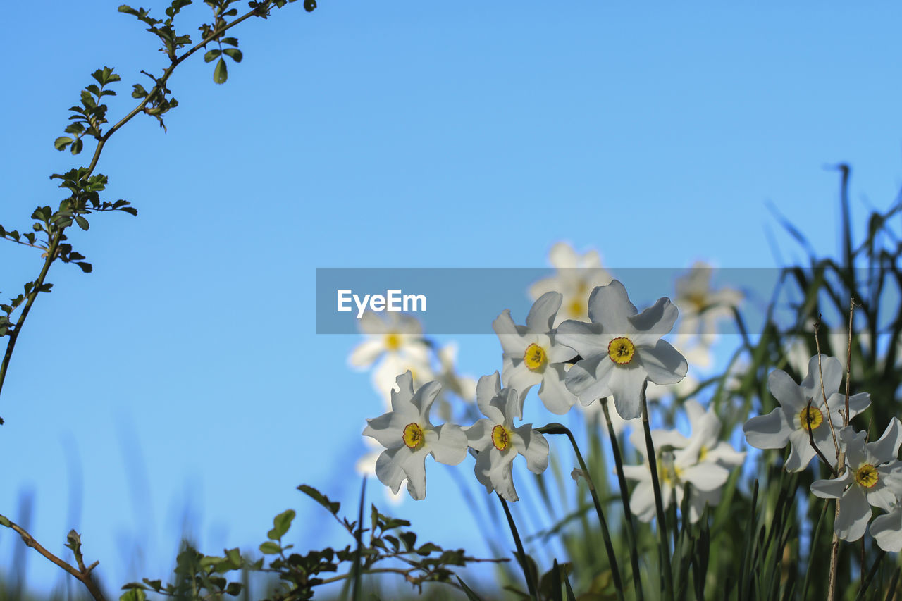 CLOSE-UP OF WHITE FLOWERING PLANTS AGAINST CLEAR SKY