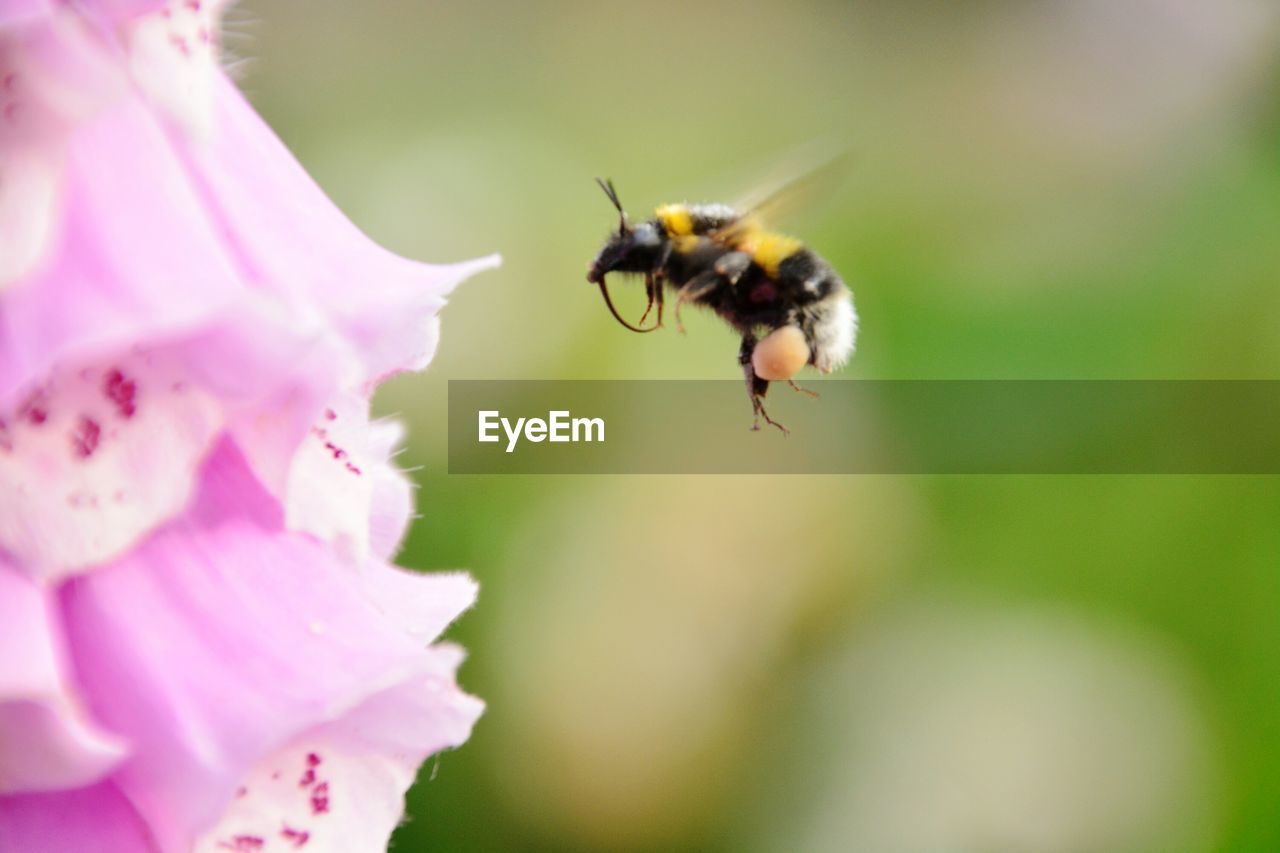 Honey bee and pink flower