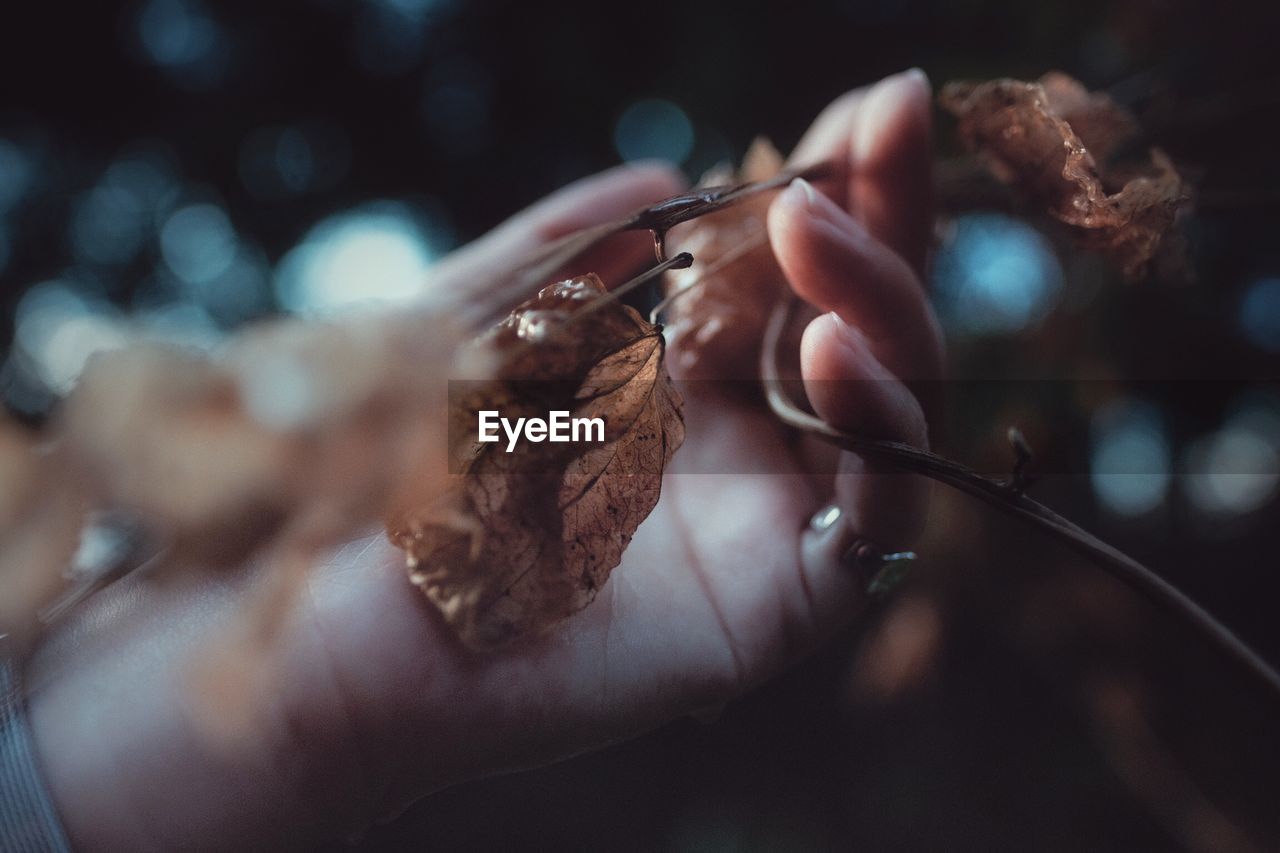 Close-up of hand holding dry leaf