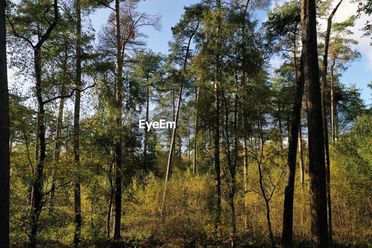 LOW ANGLE VIEW OF LUSH TREES IN FOREST