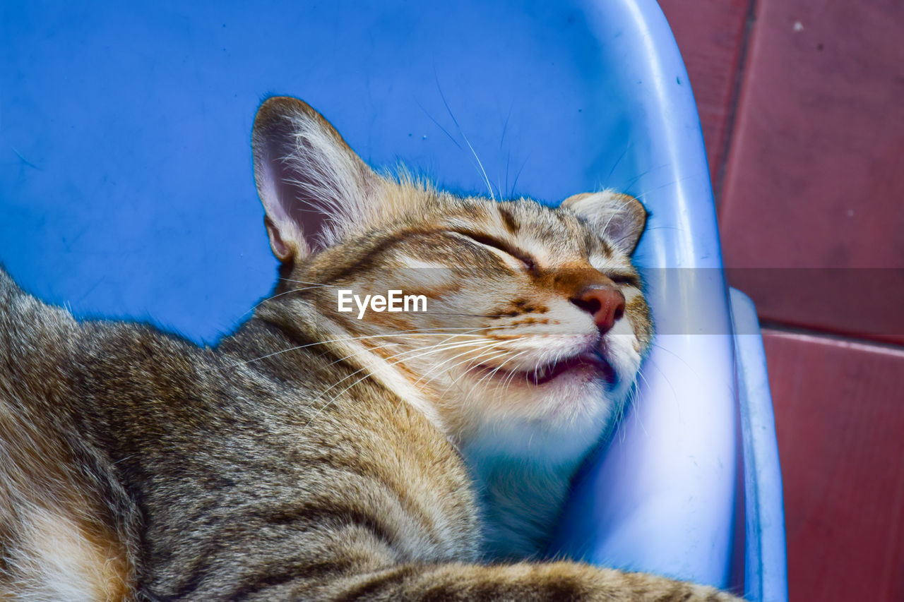 CLOSE-UP OF A CAT RESTING ON BLUE EYES