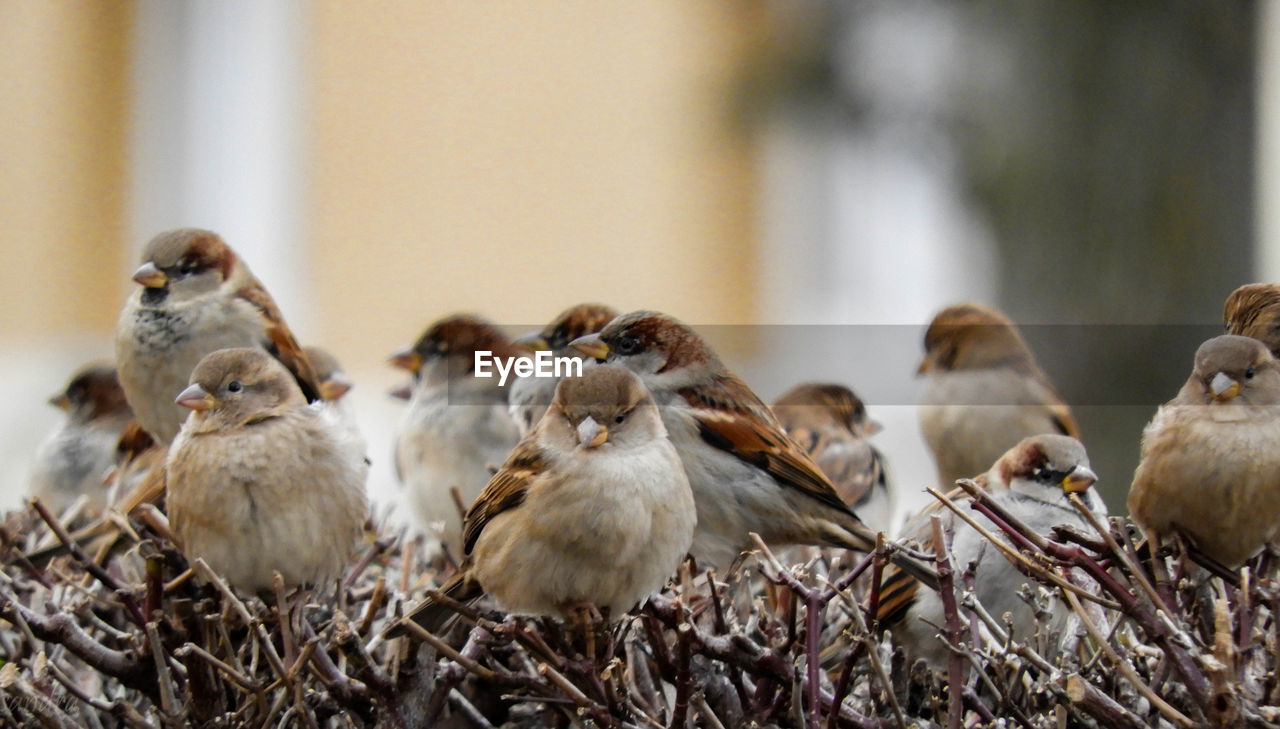Close-up of sparrows in nest