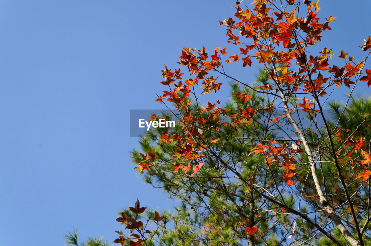 CLOSE-UP OF TREE AGAINST CLEAR SKY