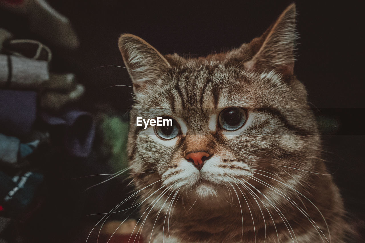 Close-up portrait of a cat