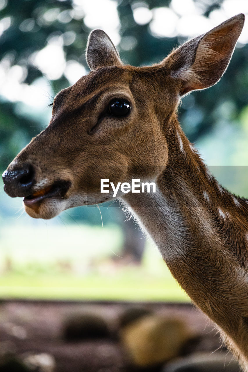 Java deer in botanical garden