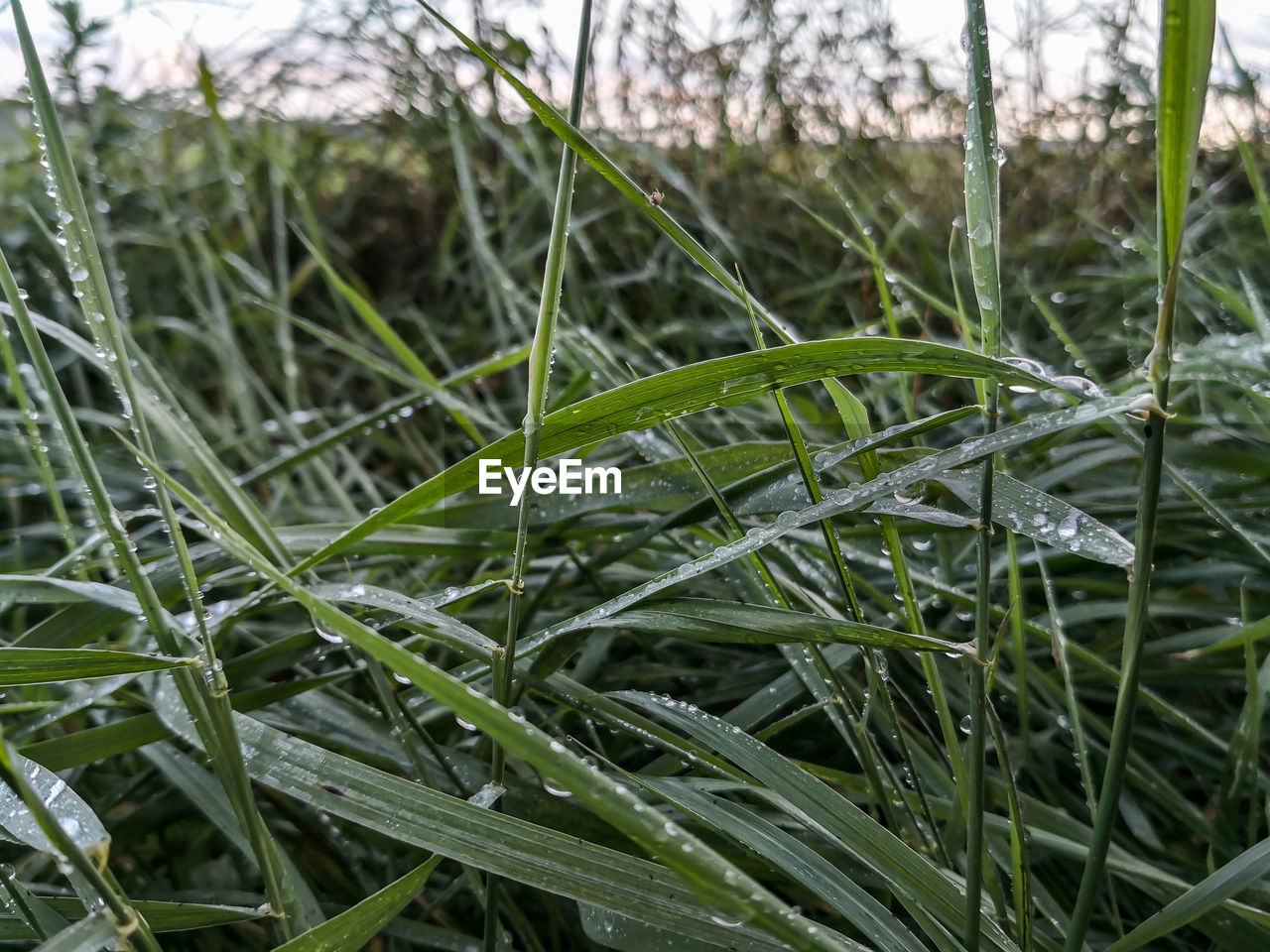 CLOSE-UP OF WET GRASS IN FIELD