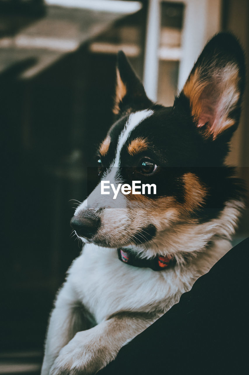 Close-up of dog looking away at home