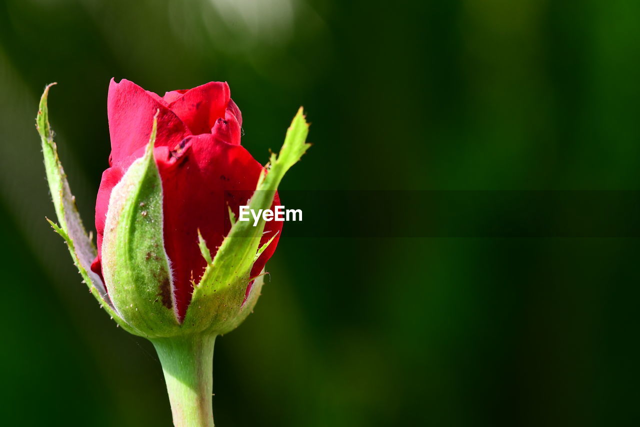 CLOSE-UP OF ROSE PLANT