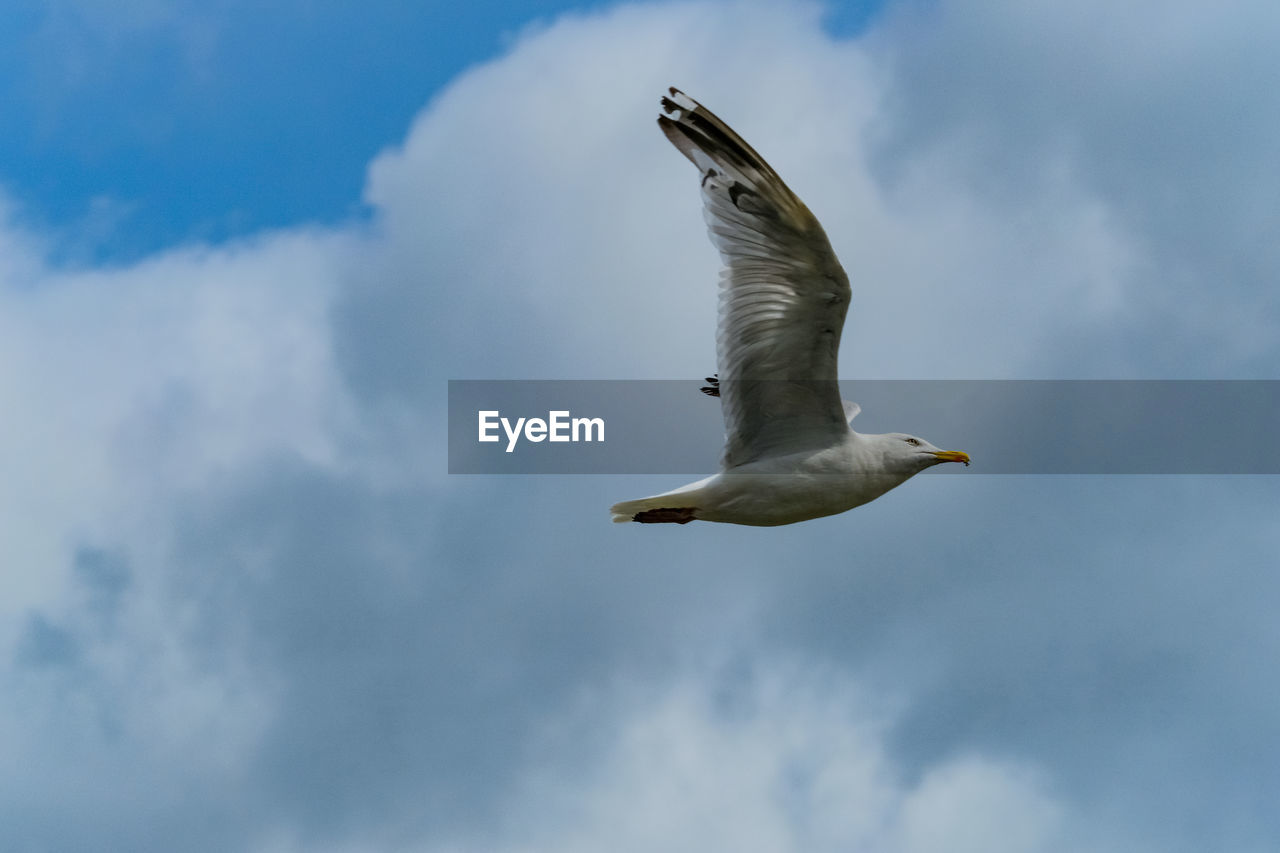 Seagull flying with just sky and clouds as backdrop. taken at conwy, north wales. 