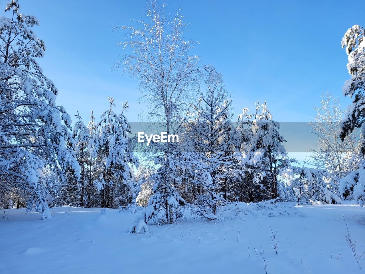 snow, cold temperature, winter, tree, environment, landscape, plant, nature, scenics - nature, beauty in nature, blue, forest, land, sky, tranquil scene, frozen, white, tranquility, woodland, coniferous tree, pine tree, non-urban scene, polar climate, pinaceae, ice, freezing, mountain, no people, frost, pine woodland, panoramic, loneliness, rural scene, landscaped, idyllic, outdoors, wrapped, clear sky, footwear, branch, travel, climate, cloud, travel destinations, remote, spruce tree, sunlight, morning, day, snowing, freshness, wilderness, copy space, holiday, evergreen tree