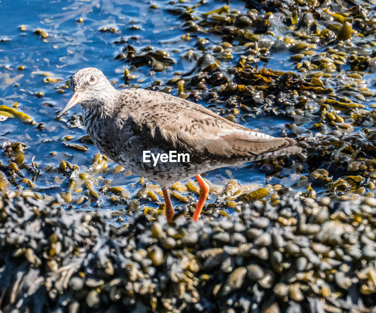 high angle view of birds in water