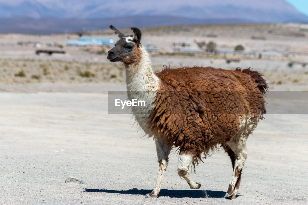 Side view of llama on remote landscape