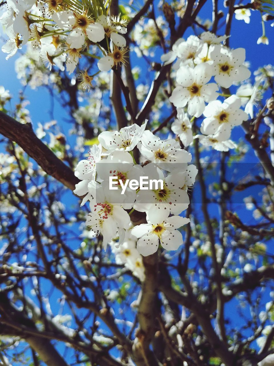 LOW ANGLE VIEW OF APPLE BLOSSOM