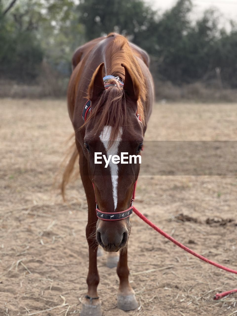 Horse standing in a field