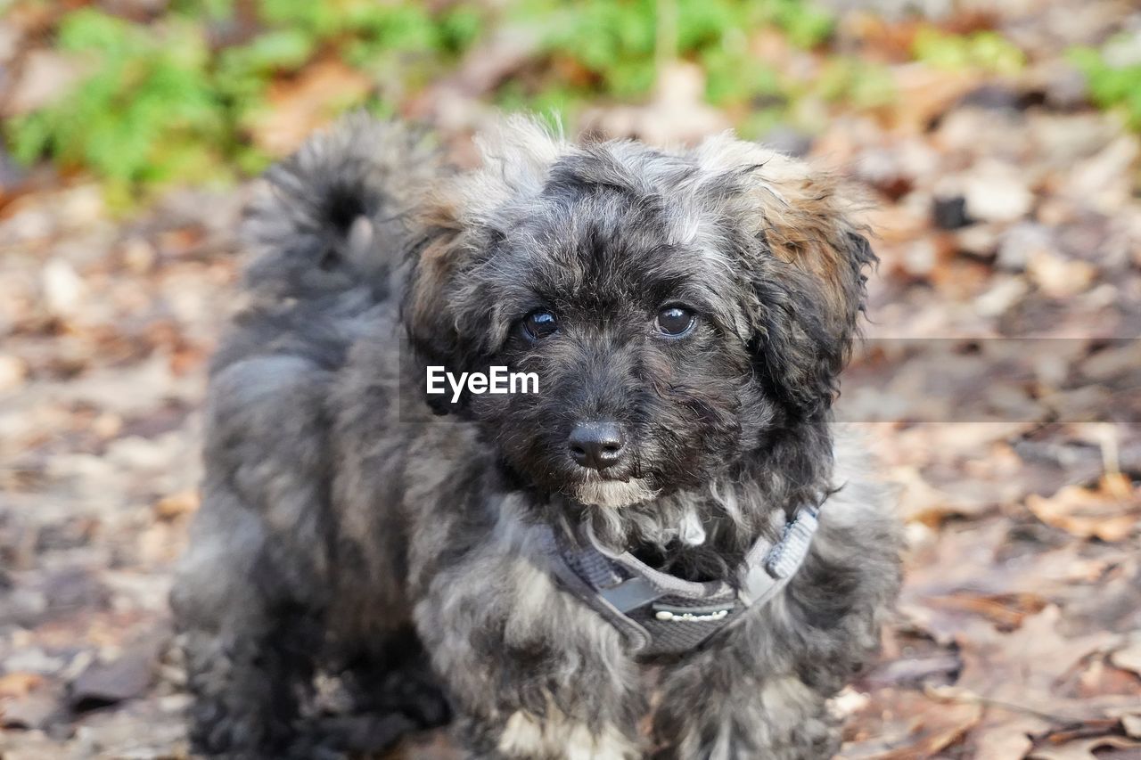 one animal, dog, animal themes, pet, animal, canine, mammal, domestic animals, puppy, portrait, looking at camera, no people, nature, young animal, cute, land, day, havanese, carnivore, animal hair, outdoors